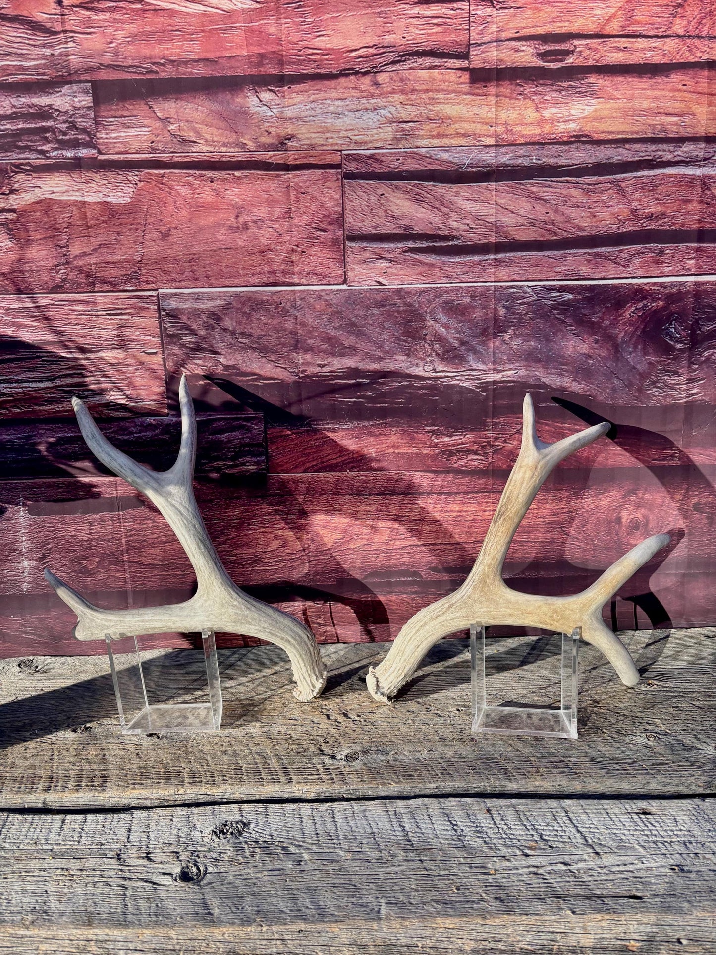 Matching Mule Deer Antler Set. For Decor. Wild, Naturally Shed, Canadian Deer Antler set.