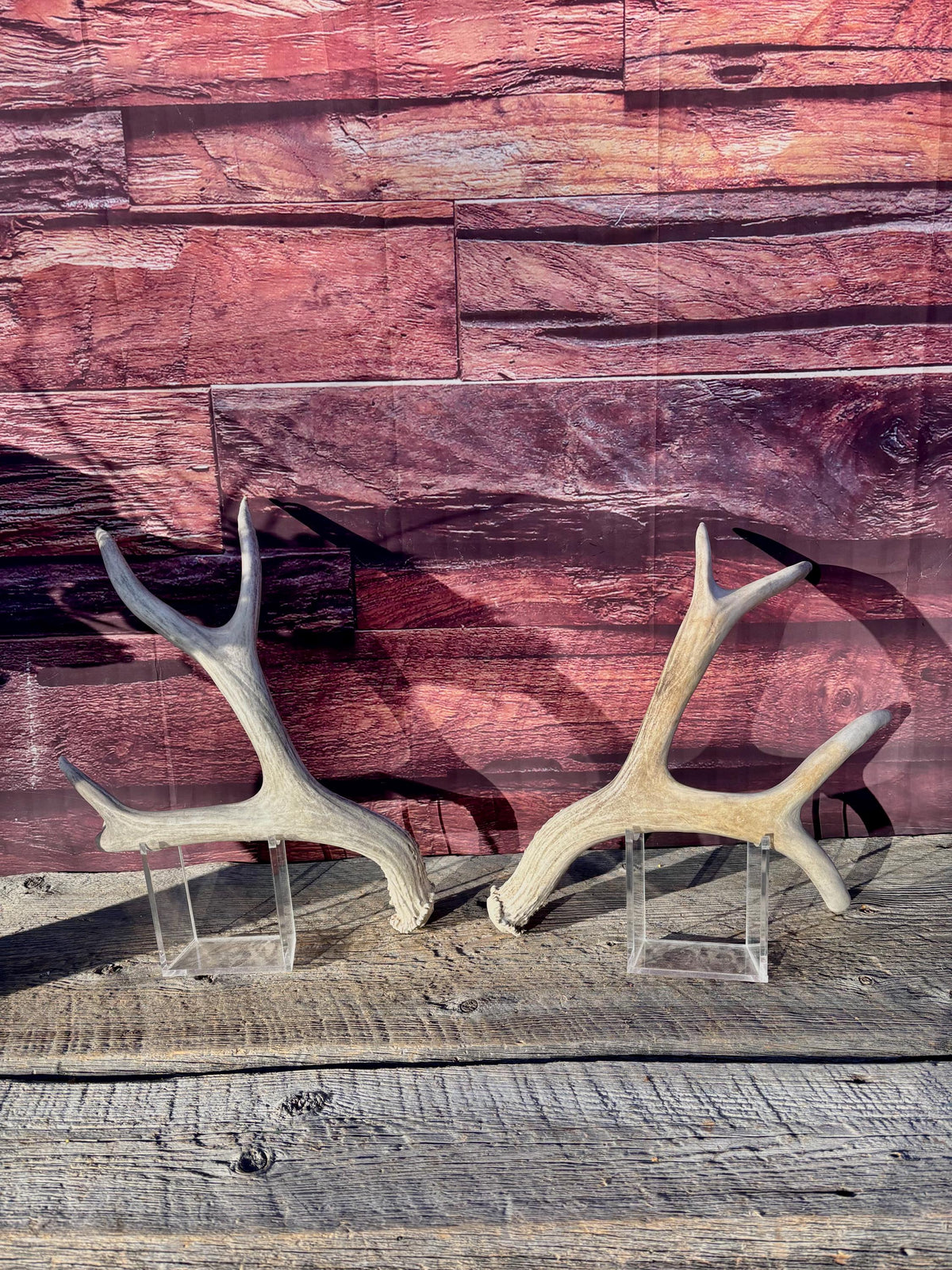 Matching Mule Deer Antler Set. For Decor. Wild, Naturally Shed, Canadian Deer Antler set.