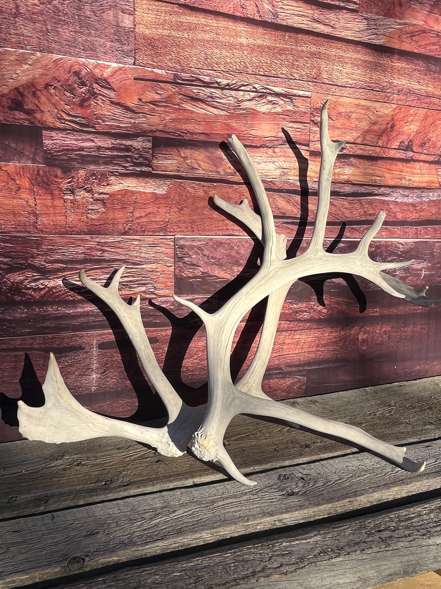 Huge Bull Caribou Antlers! Matched Set of Heavily Weathered Antlers. For decor, crafting and more!