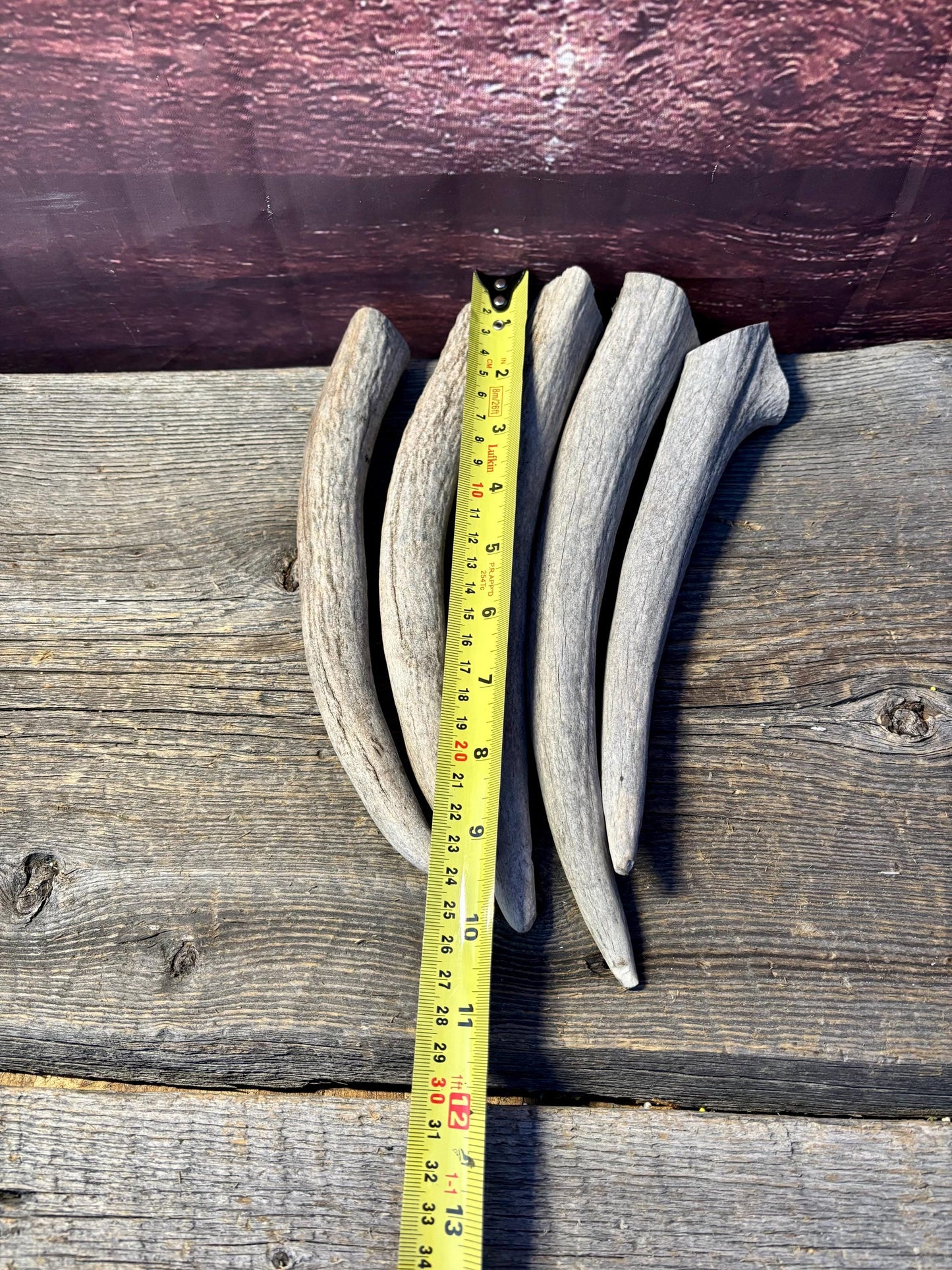 Moose Antler Tips - 5 Pack of 9"-12" Tips or "Dinosaur Teeth" for Crafting, Decor and More
