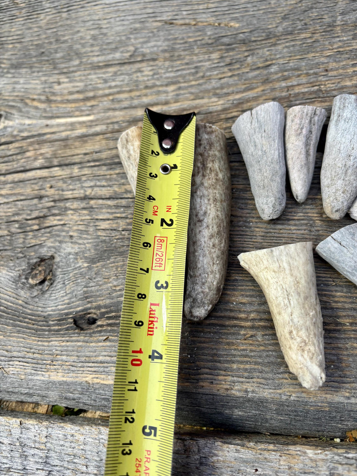 Stubby Antler Tips - (20 pcs) ~1”-3” Older Moose Antler tips “teeth” for Crafting decor and more!