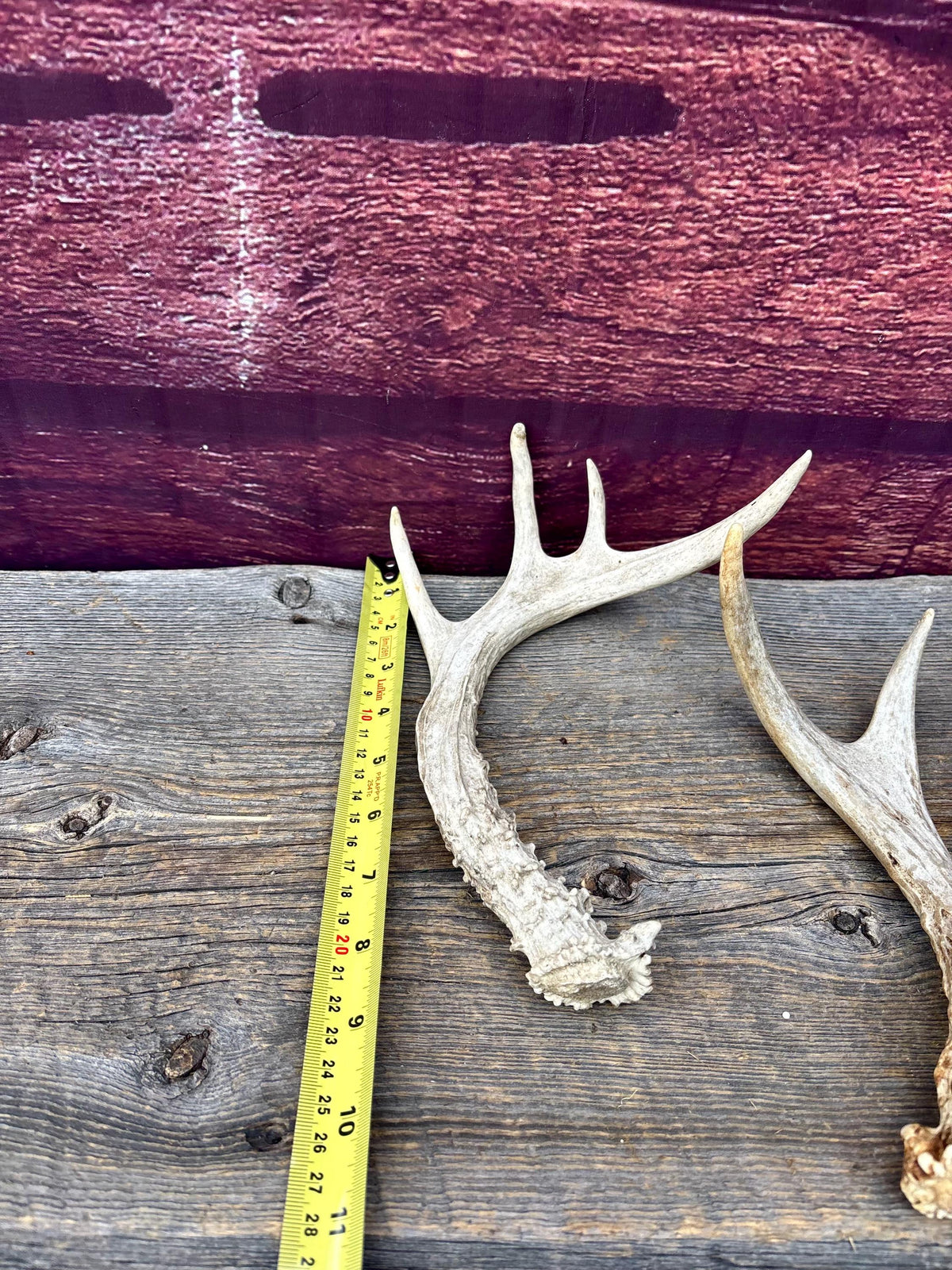3 Pack of Small White-tailed Deer Antlers - decor, crafting and more!