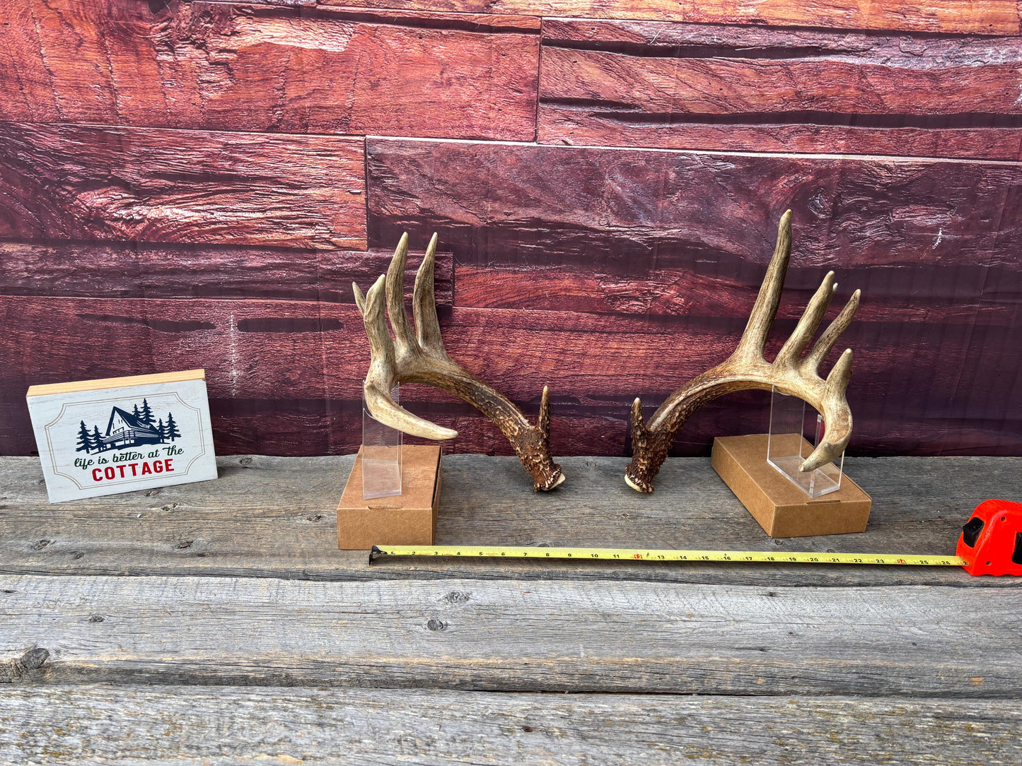 Albertan White-tailed Deer Antlers. Massive and Impressive Matching Set