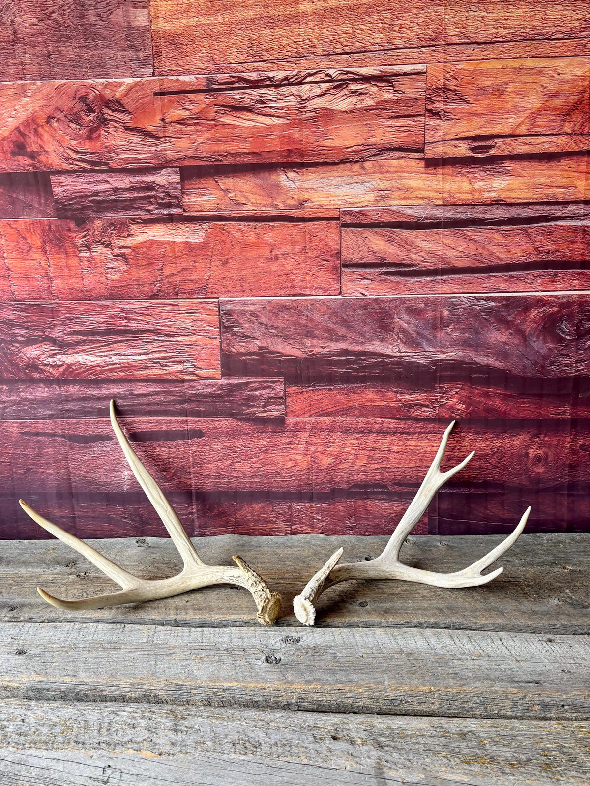 Deer Antlers - Medium sized Mule Deer Matching set. Canadian Buck. Crafting and Decor Antlers