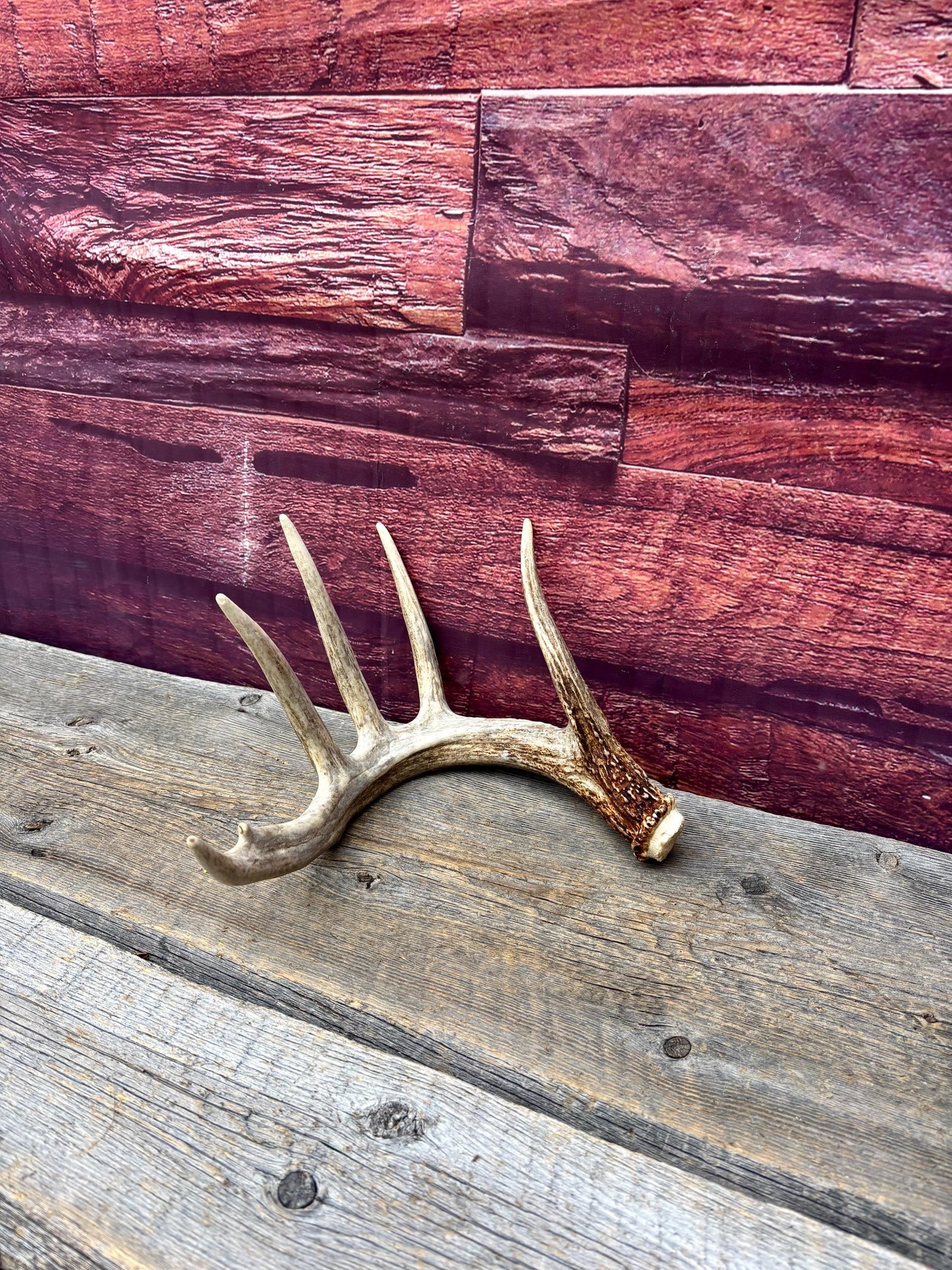 Incredible White-tailed deer Antler. Large, Deer Shed for Decor, Design, Crafting and More!