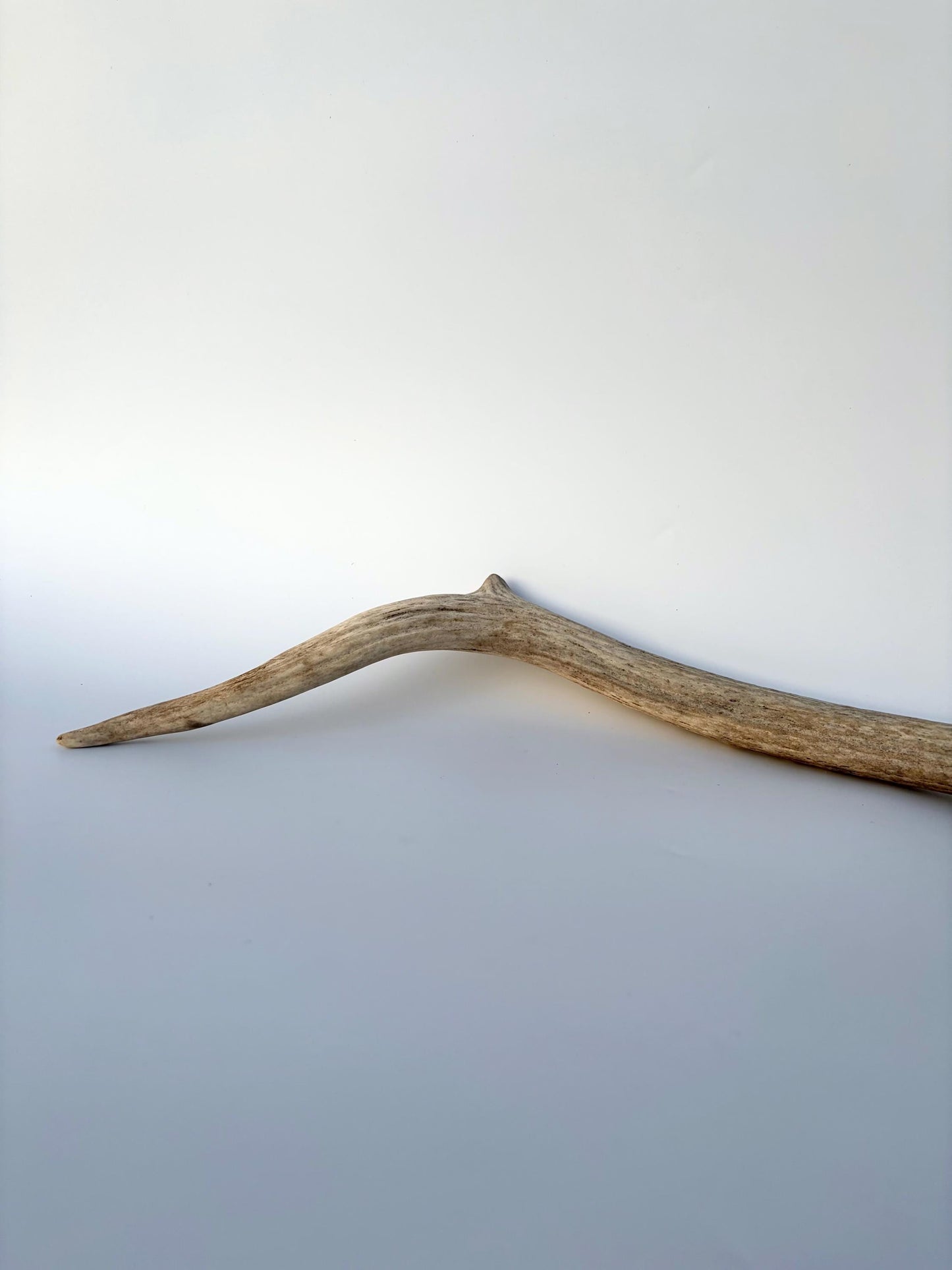 Small Elk Antler. Elk Antler for Decor, Crafting, Pets and More