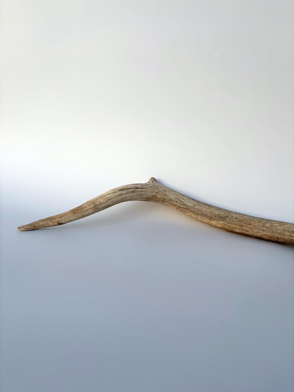 Small Elk Antler. Elk Antler for Decor, Crafting, Pets and More