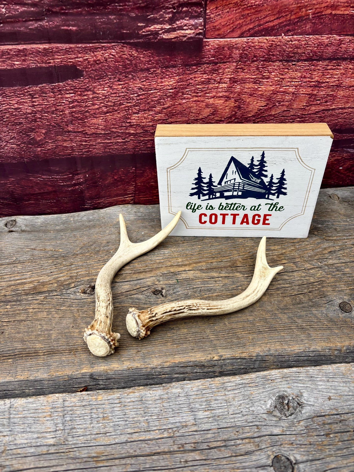 Deer Antlers - White-tailed Deer Matching set. Canadian Buck. Crafting and Decor Antlers