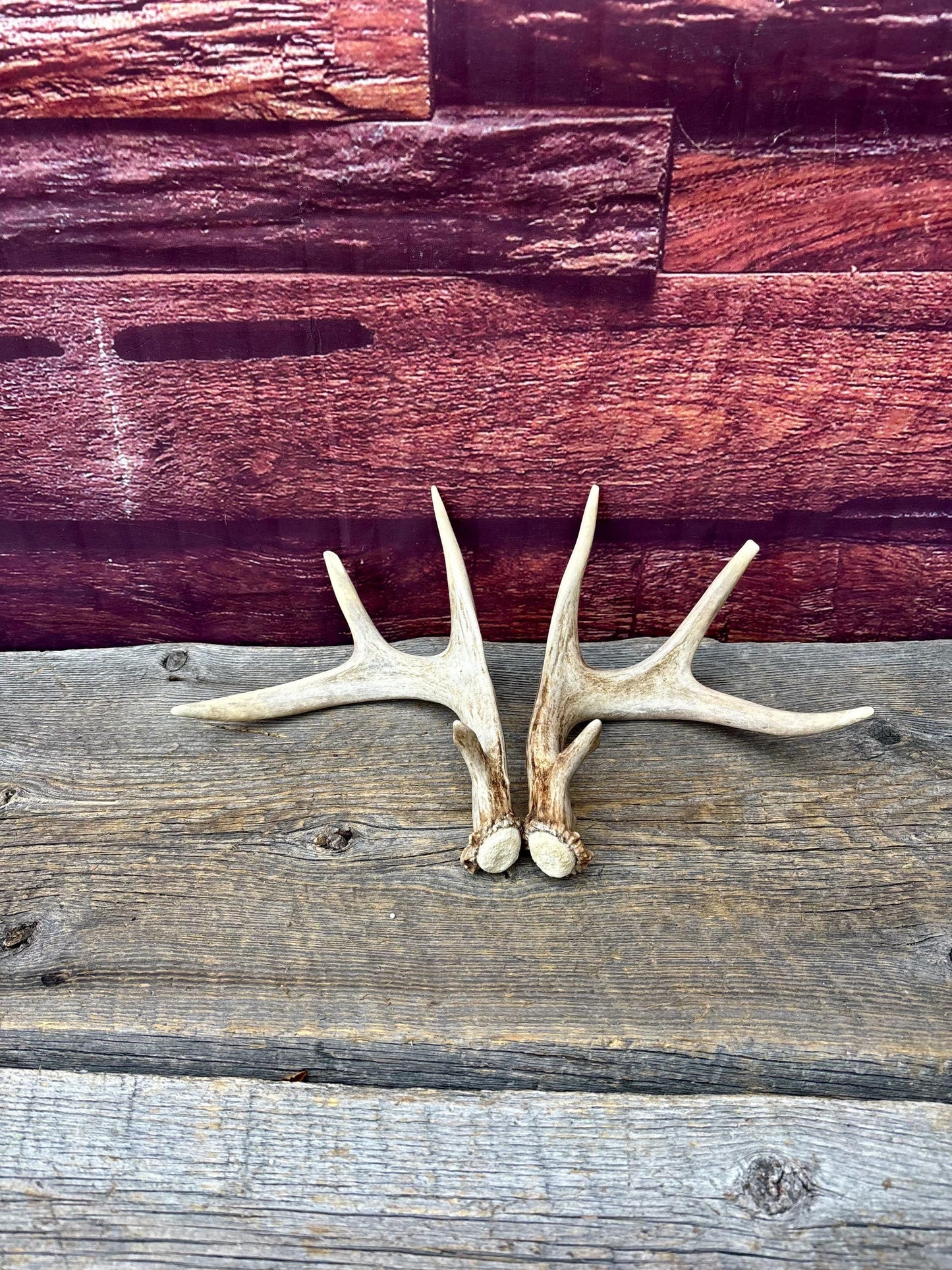 Deer Antlers - Small White-tailed Deer Matching set. Canadian Buck. Crafting and Decor Antlers