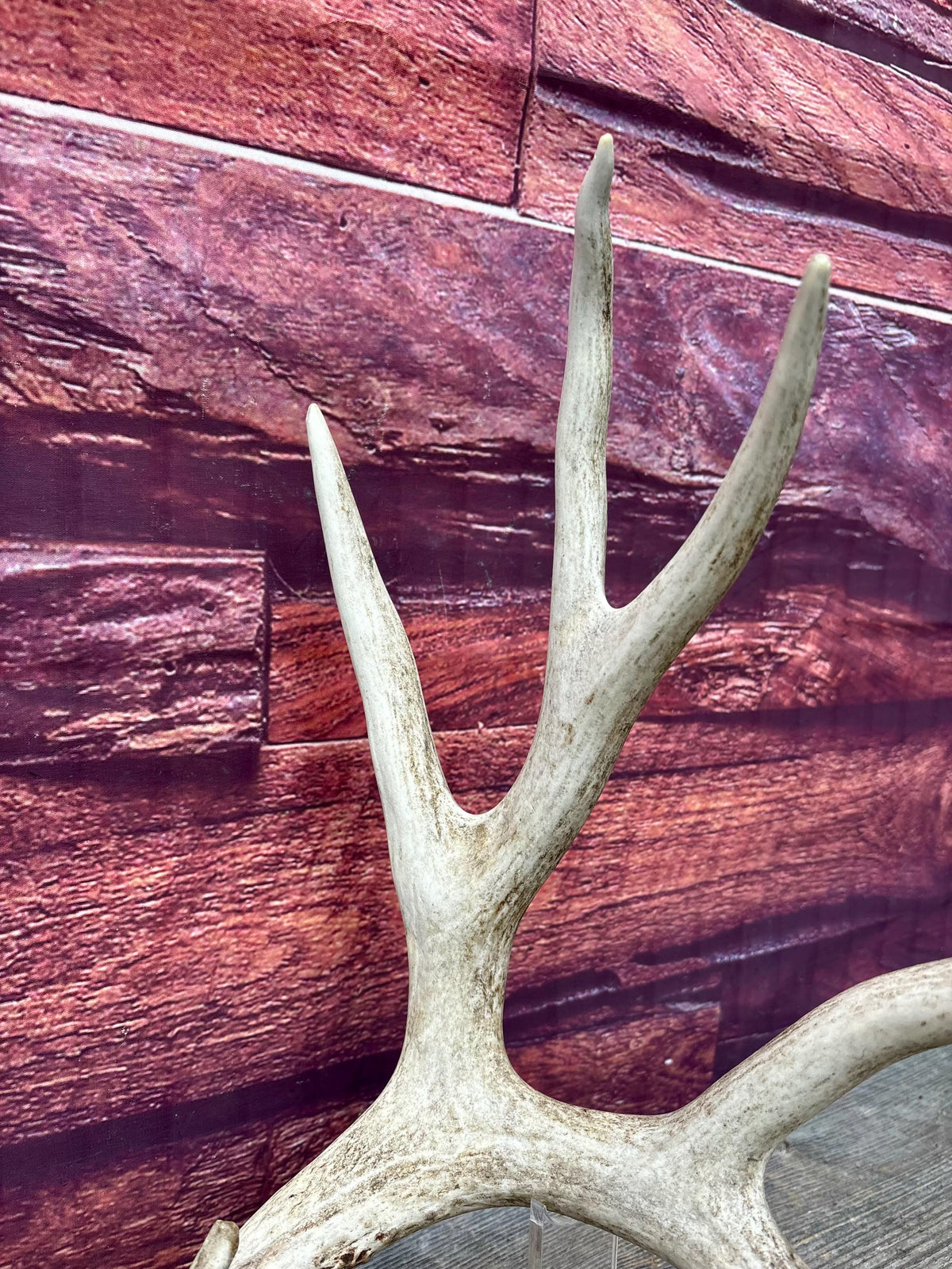 Deer Antlers - Large Mule Deer Matching set. Canadian Buck. Crafting and Decor Antlers