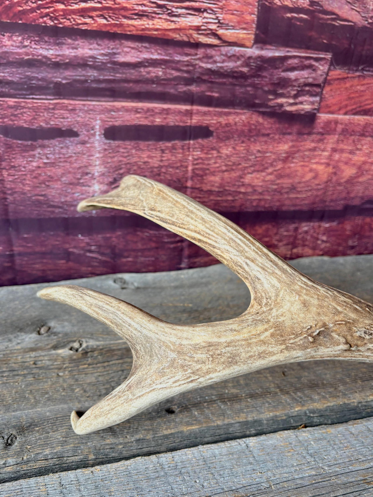 Deer Antlers - Large Mule Deer Matching set. Canadian Buck. Crafting and Decor Antlers