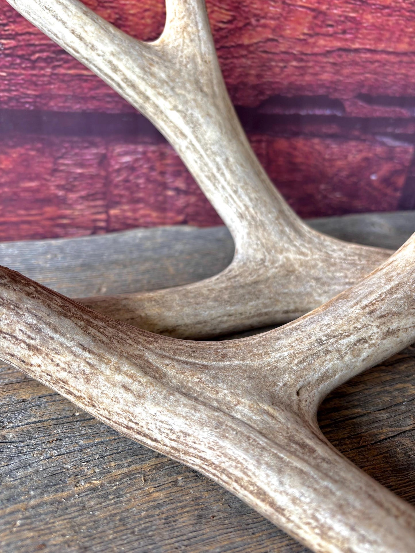 Deer Antlers - Large Mule Deer Matching set. Canadian Buck. Crafting and Decor Antlers