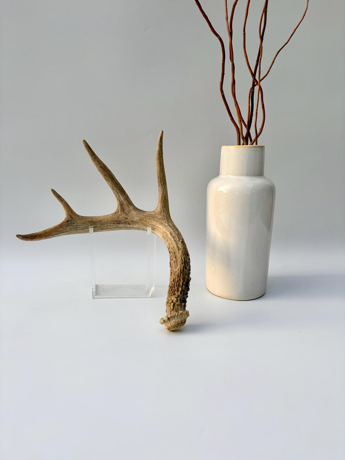 Deer Antler - White-tailed deer Antler. Wild antler for Decor, Design, and More.
