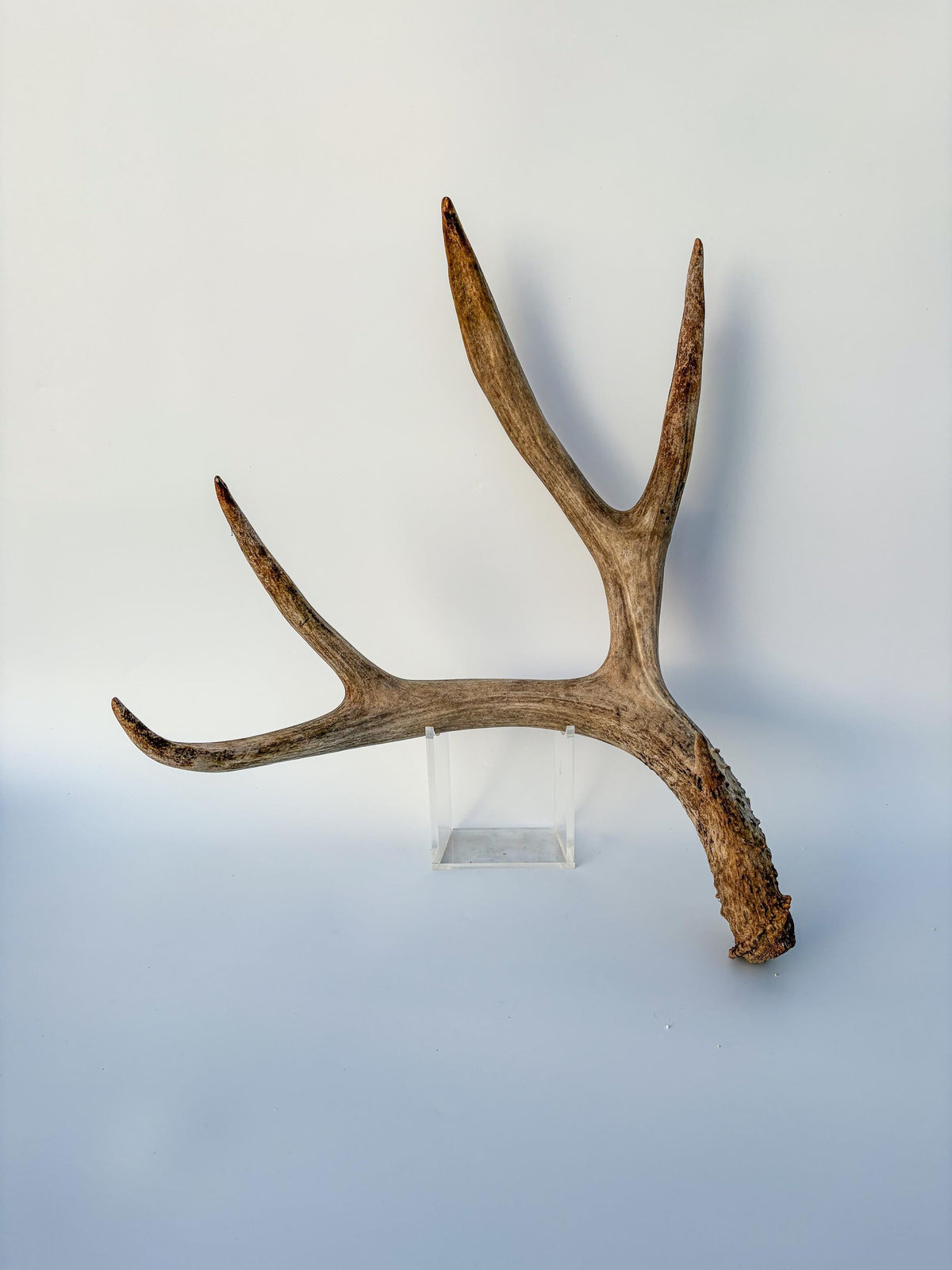 Mule deer antler. Large deep forked antler ideal for rustic style decor