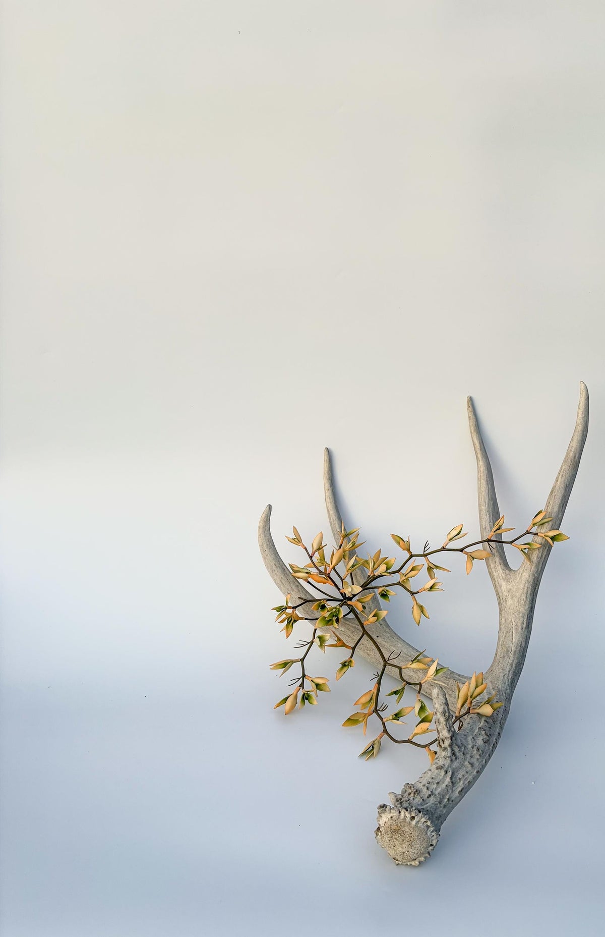 Mule deer antler. Large deep forked antler ideal for rustic style decor