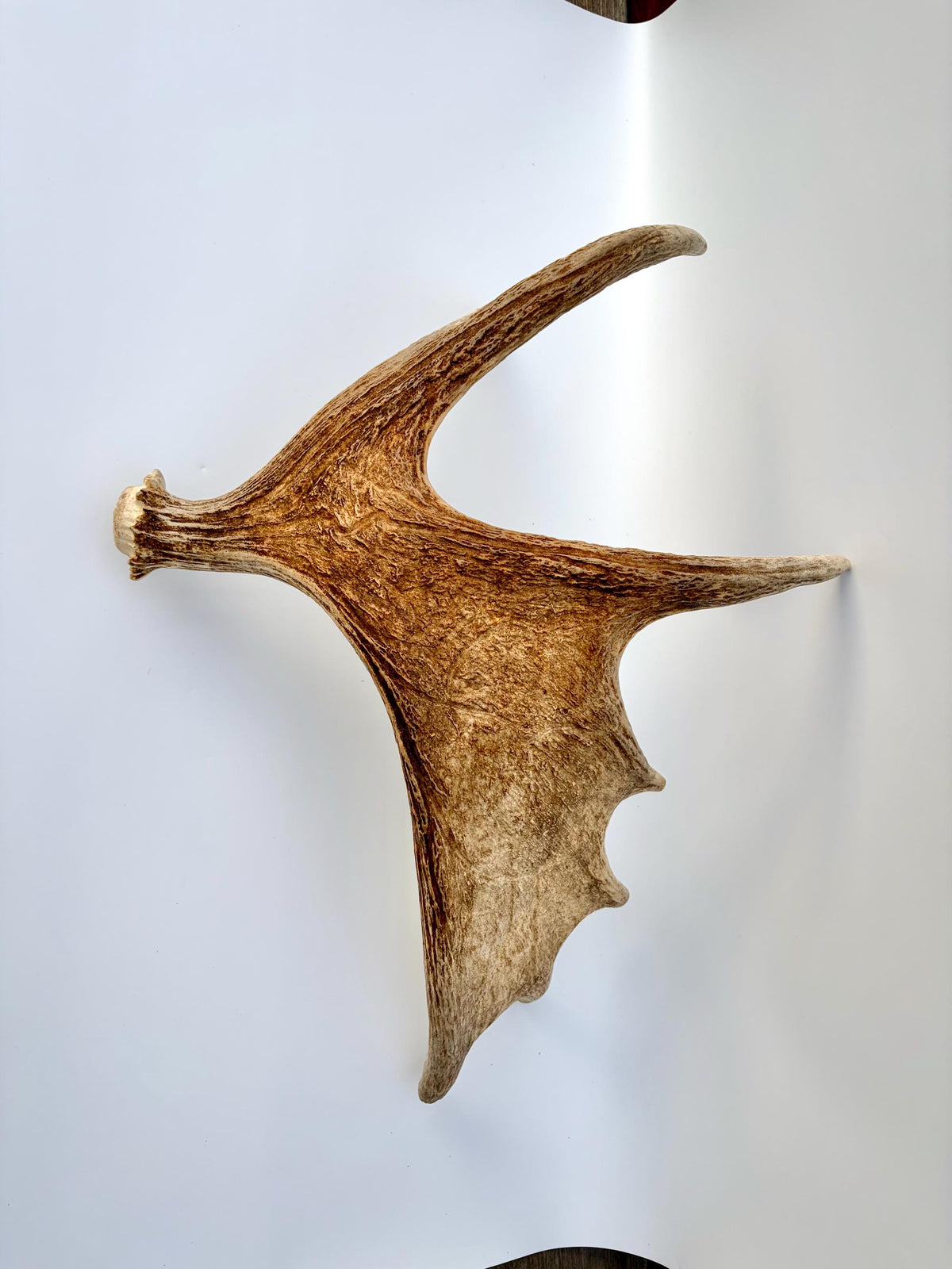 Bull Moose Antler. Antler for Crafting, Decor, Interior Design, and more!