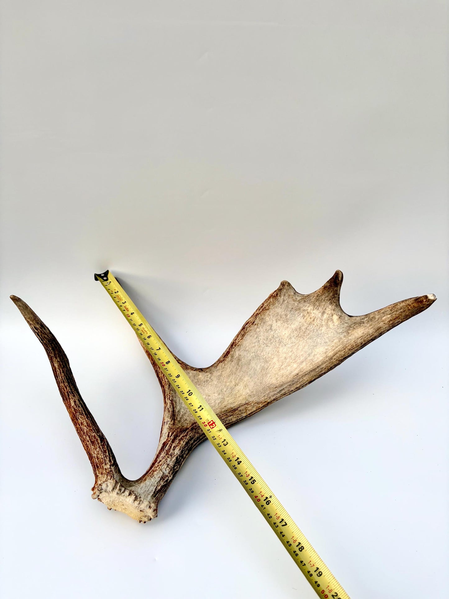 Bull Moose Antler. Medium sized. For crafting, decor and more