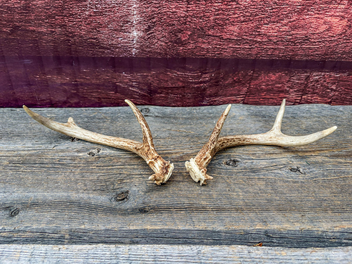 Deer Antlers - Small, Matching, White-tailed Deer Antler set. Crafting and Decor Antlers
