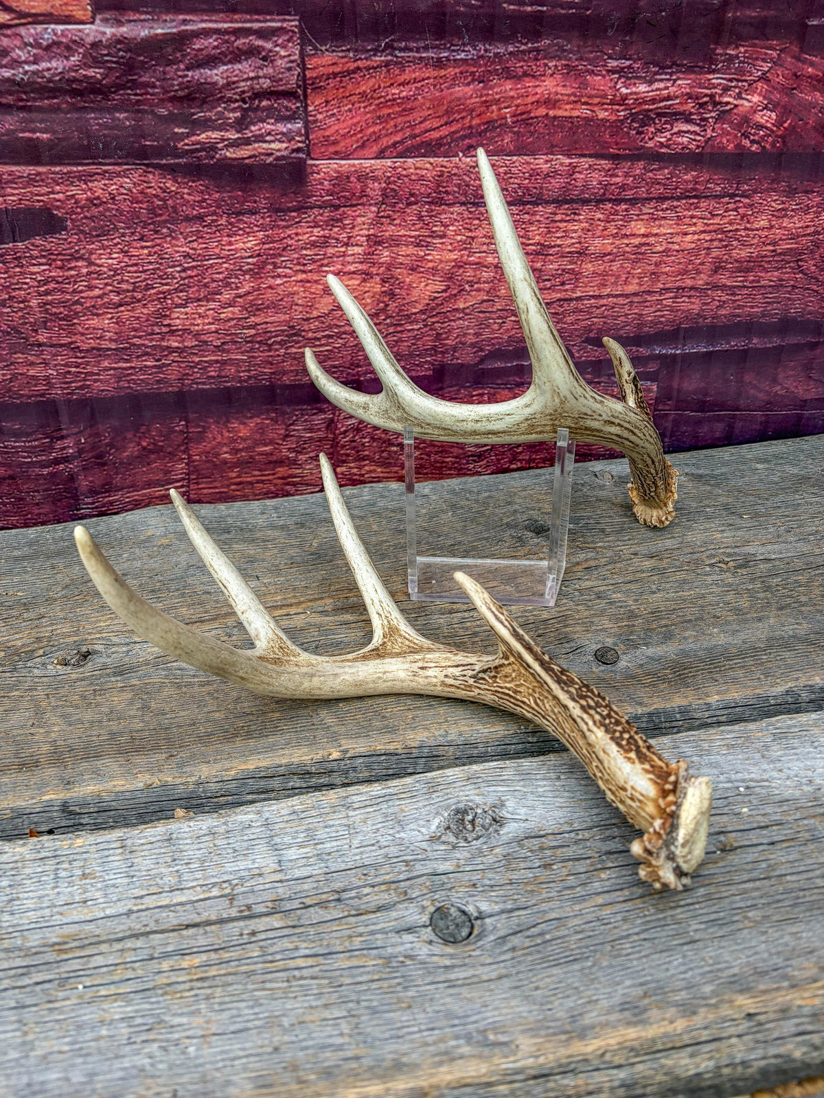 Deer Antlers - White-tailed Deer Matching set. Canadian Buck. Small 8 point set of Crafting and Decor Antlers