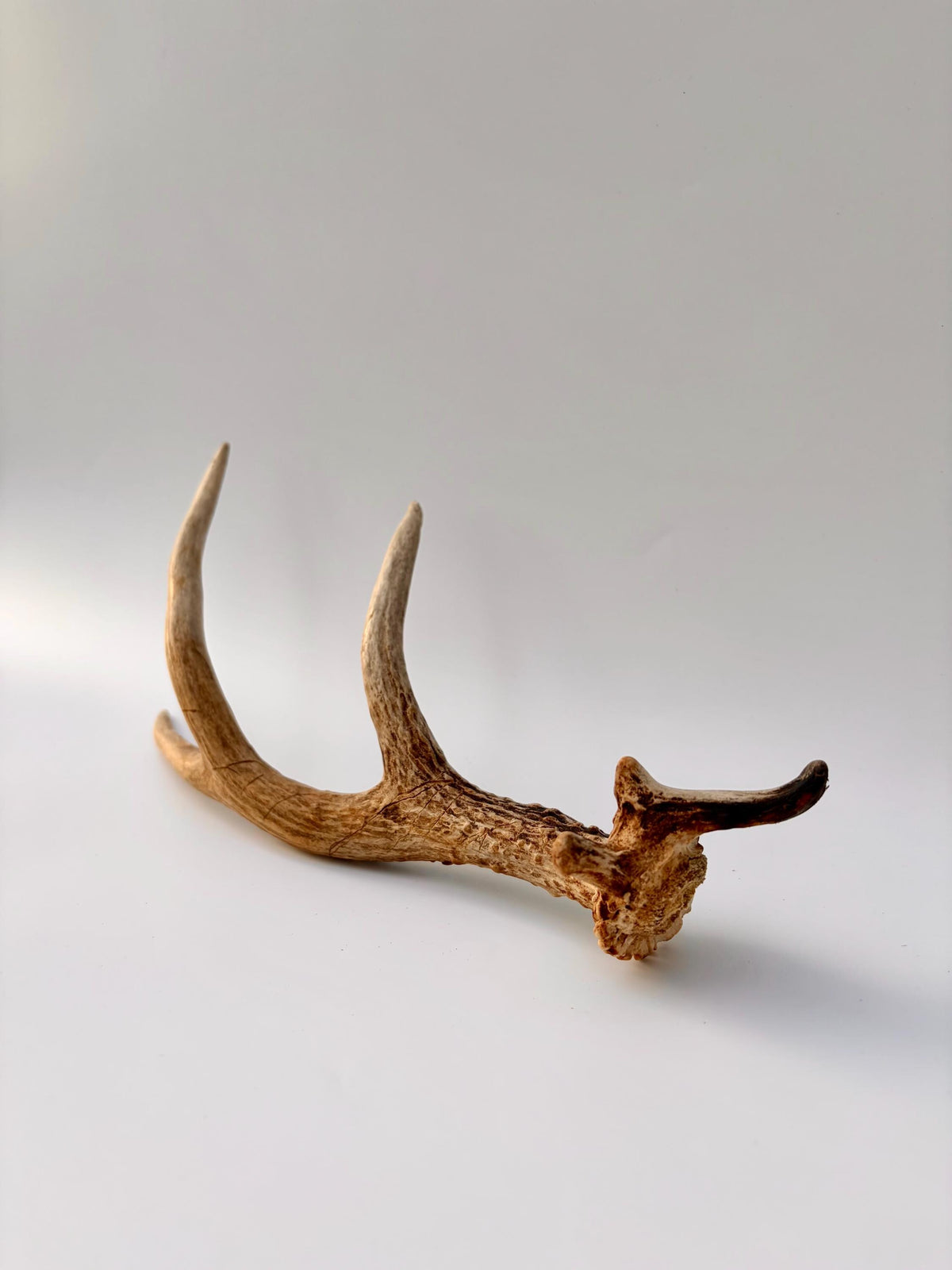 Bizarre Mule Deer Antler. Atypical small Mule Deer Antler with mini drop-tine! Crafting, Decor and More!