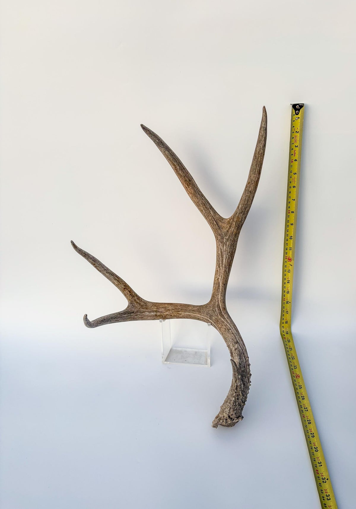 Mule deer antler. Large deep forked antler ideal for rustic style decor