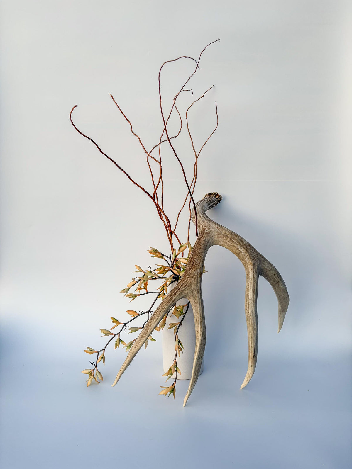 Mule deer antler. Large deep forked antler ideal for rustic style decor