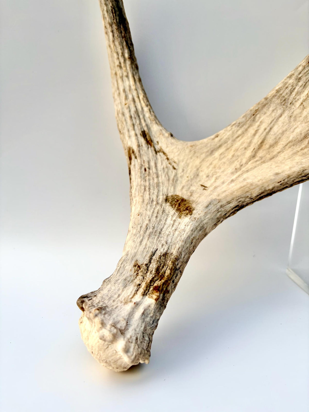 Moose Antler for Crafting, Decor, and more. Naturally shed, weathered antler for interior and exterior decor.