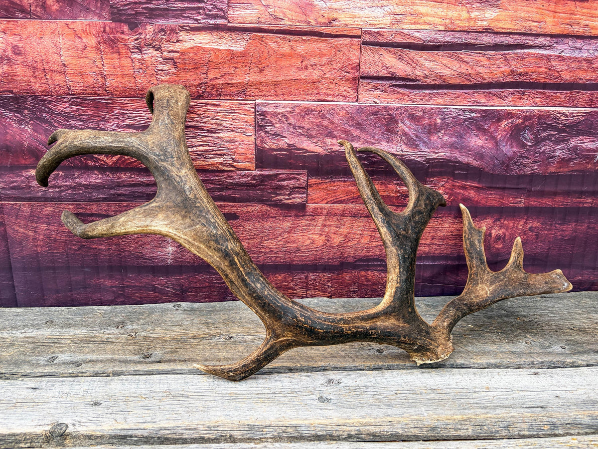 Shed Reindeer Antler. Interior Decor & Design Piece. Naturally Shed Caribou Antler