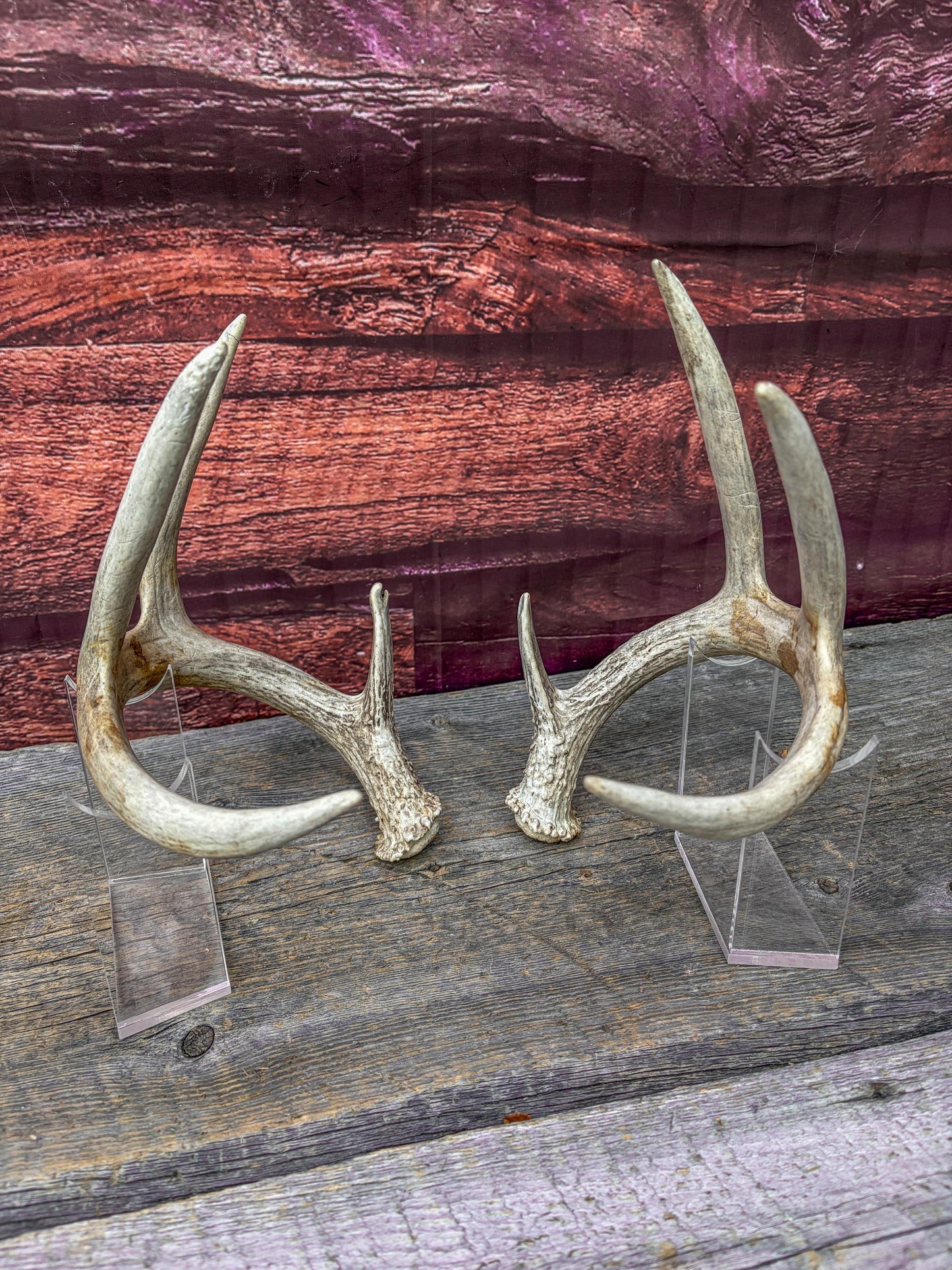 Deer Antlers - Matching Set of White-tailed Deer Antlers. Canadian Buck. Crafting, Decor and More.