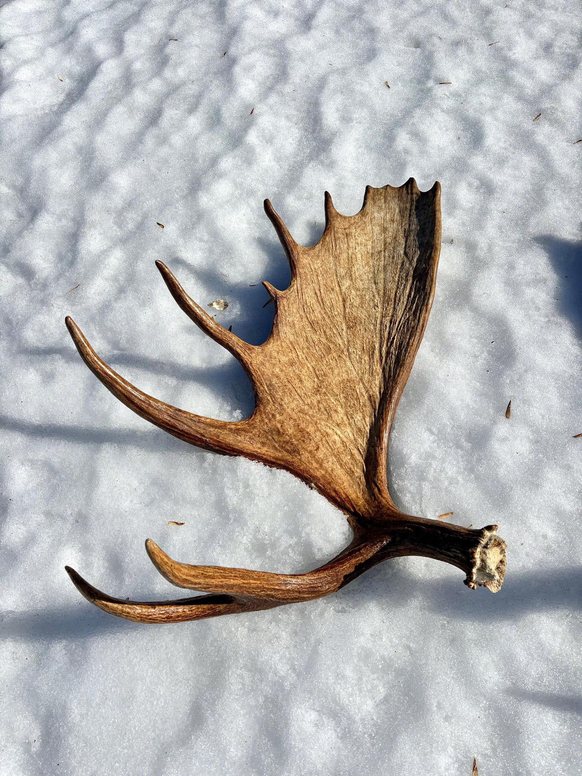 Enormous Alberta Moose Antler Set. Massive antlers for wall decor, crafting, carving and more.