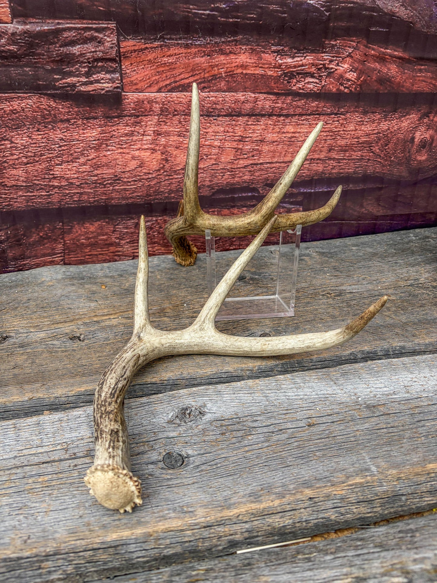 Weathered Whitetailed Deer Antlers - Matching White-tailed Deer Antler Set. Decor Crafting and More