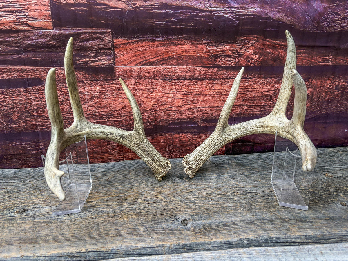 White-tailed Deer Antlers - Large Matching Set. Decor, Crafting and More.