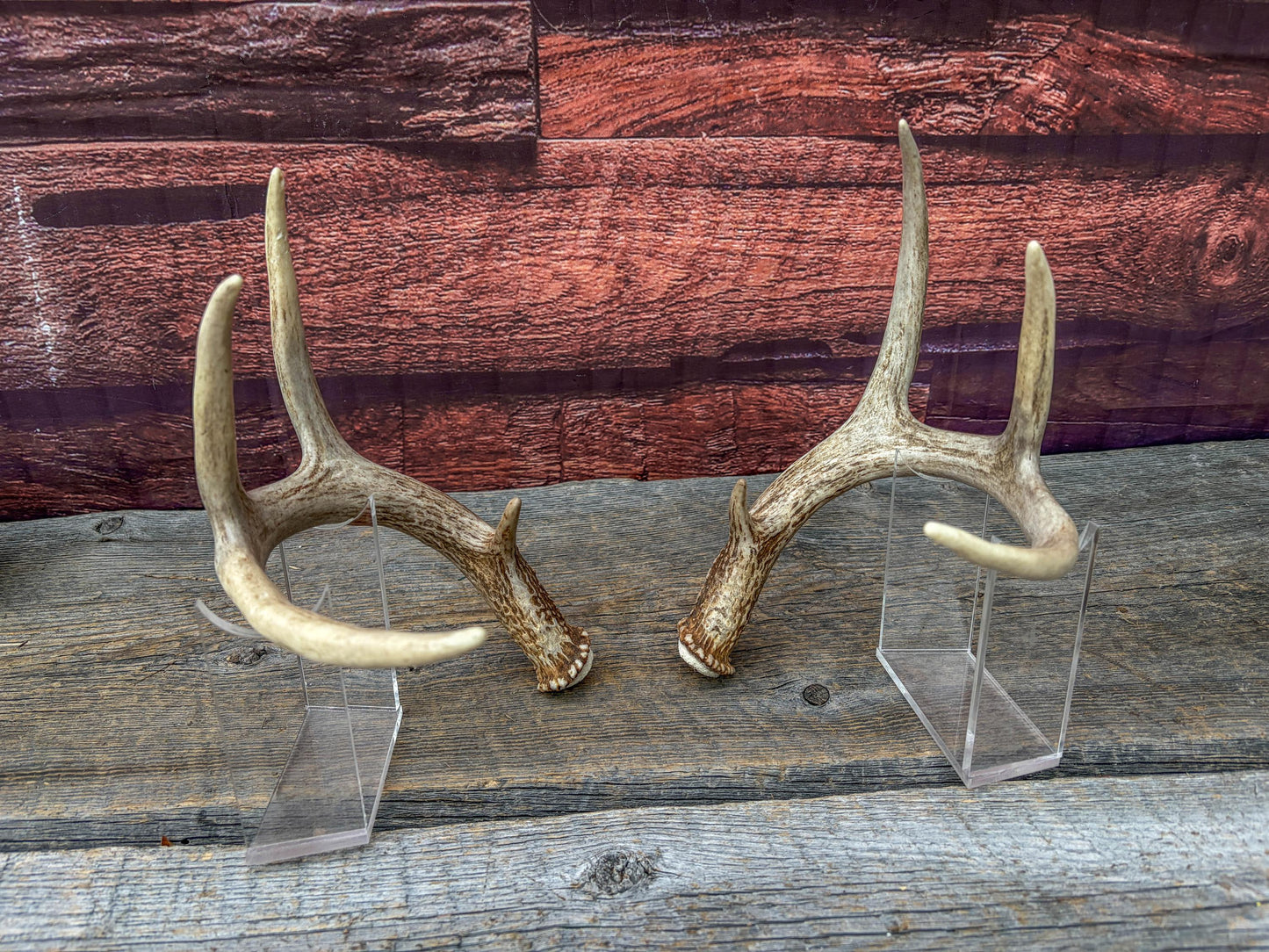 Deer Antlers - White-tailed Deer Matching set. Canadian Buck. Small 8 point set of Crafting and Decor Antlers