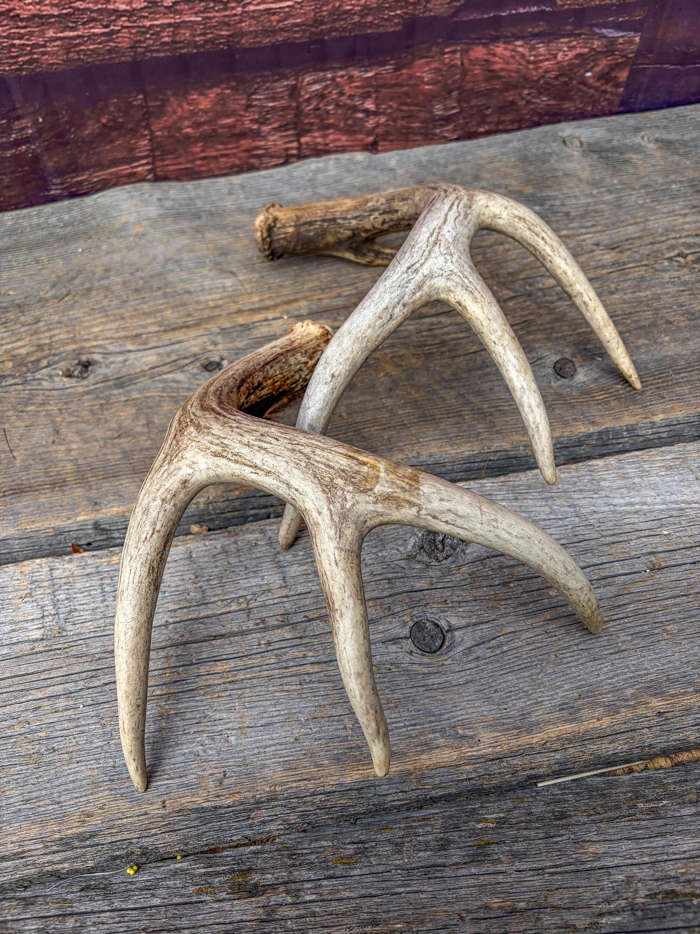 Set of Canadian Whitetail Deer Antlers. Classic Fresh, 4x4 Antler Set.