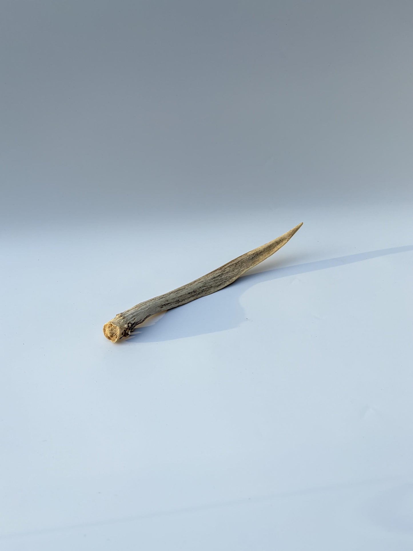 Small Mule Deer Antler. Very Large Single “Spike” Antler Decor piece, Table Centerpiece, and More.
