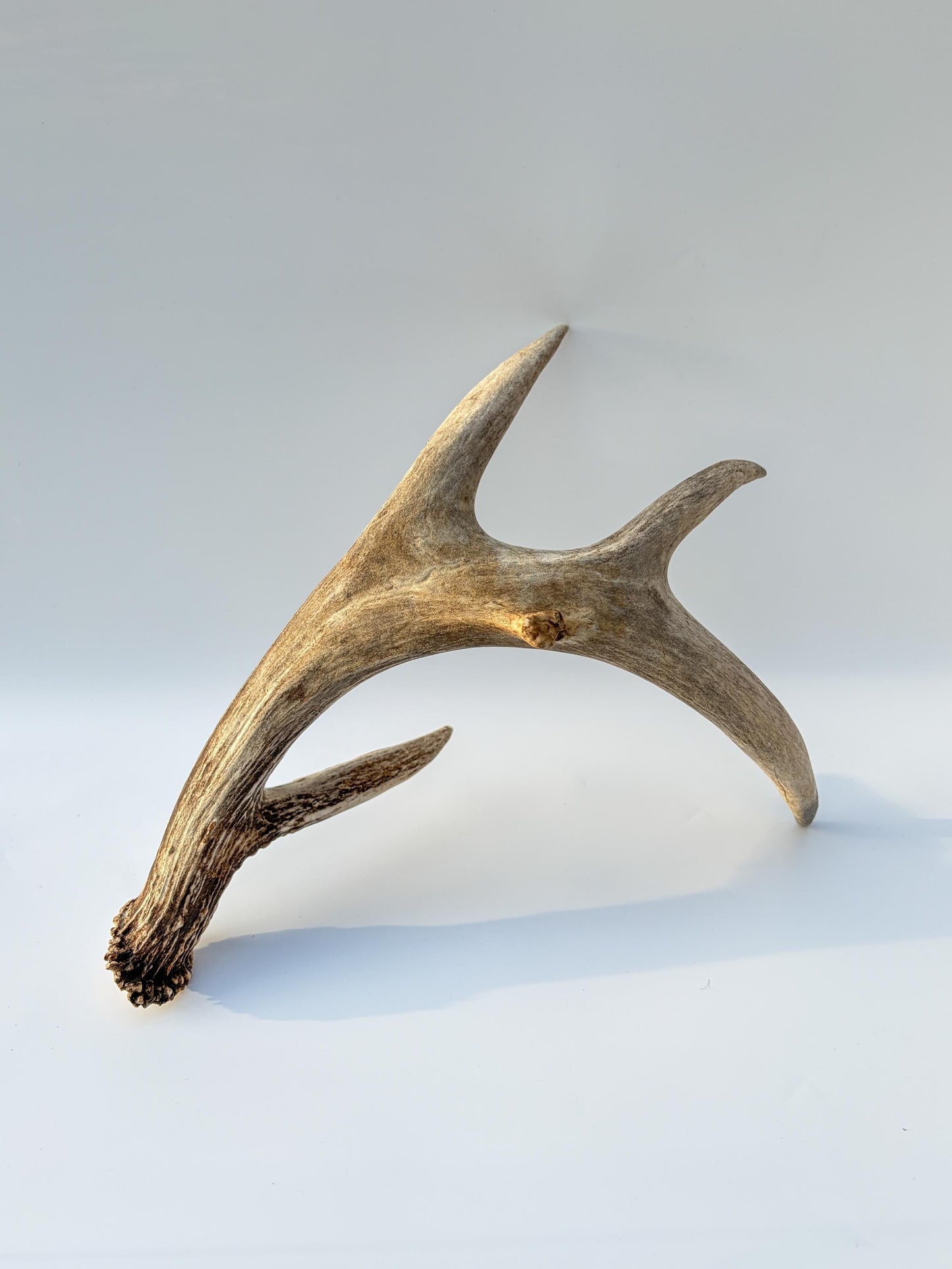 Deer Antler - Large 5-Point White-tailed deer Antler. Naturally-shed. Decor, design, crafting and more!