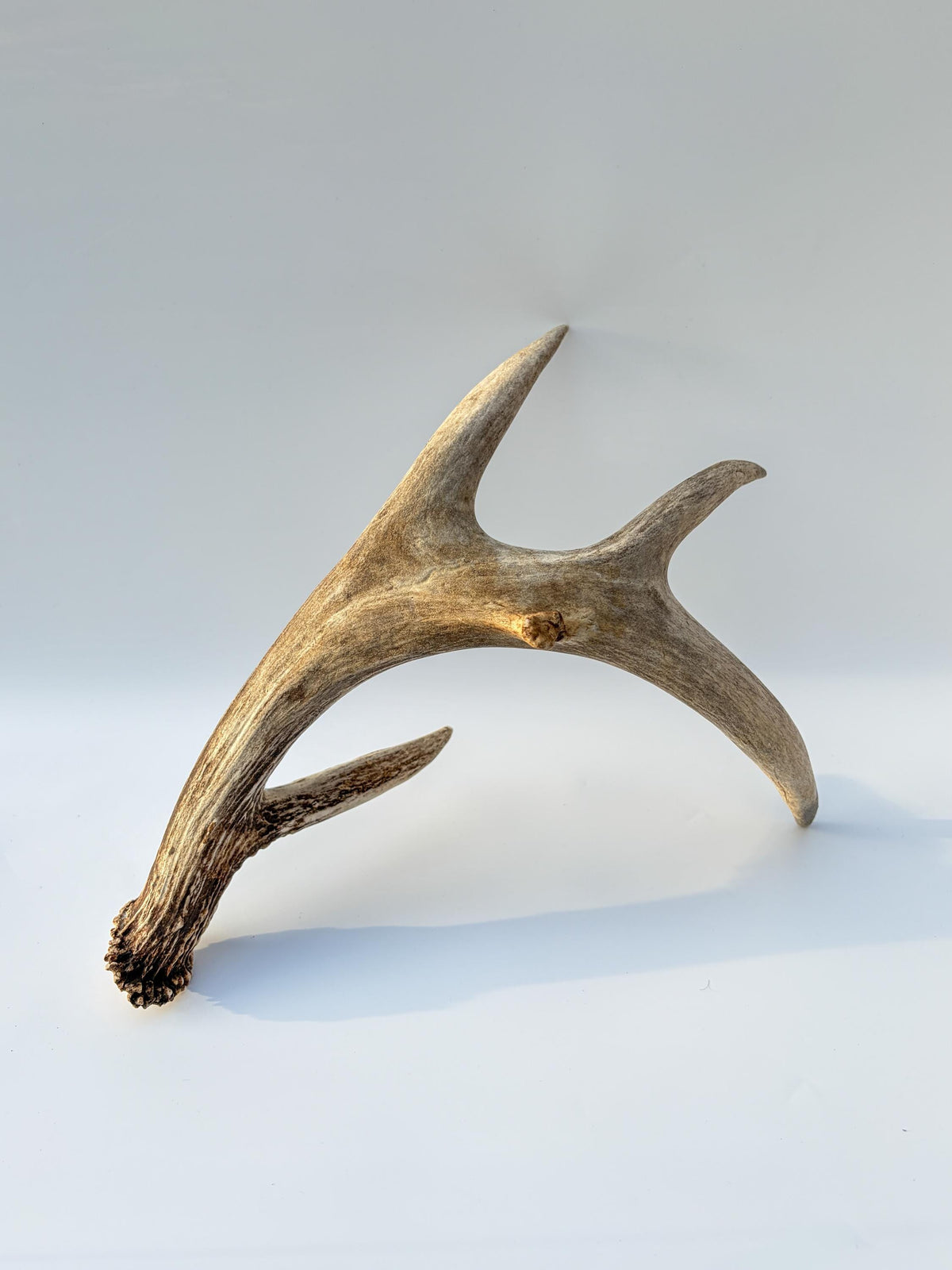 Deer Antler - Large 5-Point White-tailed deer Antler. Naturally-shed. Decor, design, crafting and more!