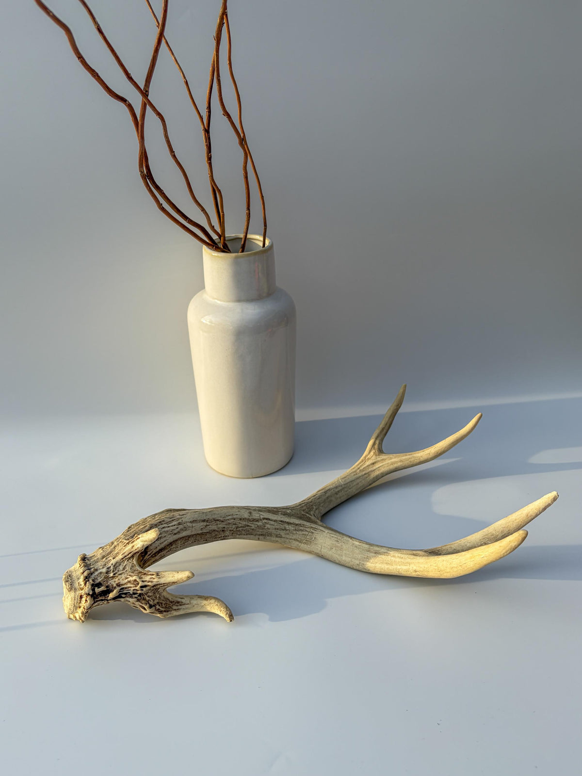 Mule deer antler. Unique Base! Natural antler for rustic style decor, centrepiece, crafting and more!