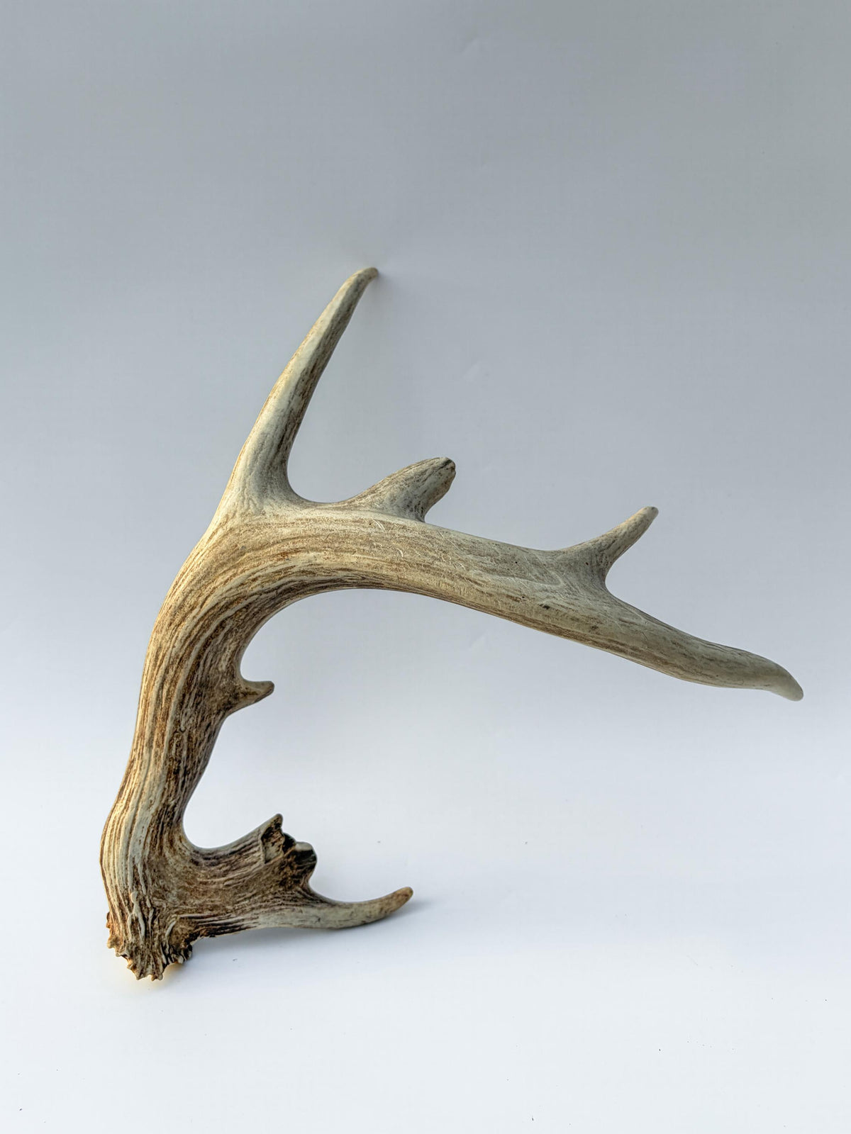 Whitetail deer antler. Unique Shape! Natural antler for rustic style decor, centrepiece, crafting and more!