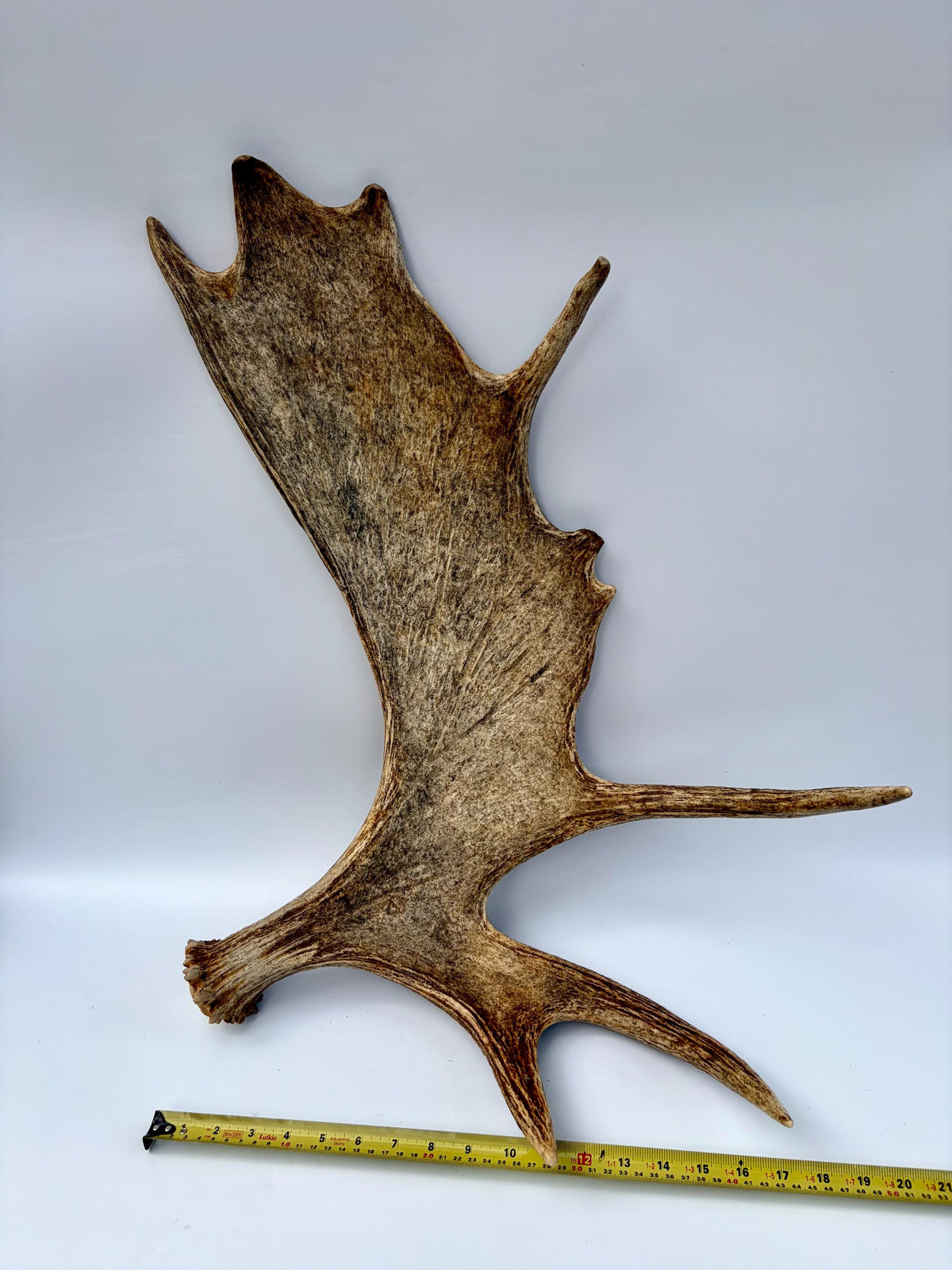 Bull Moose Antler. Classic, Premium Moose Antler for Crafting, Decor and More!