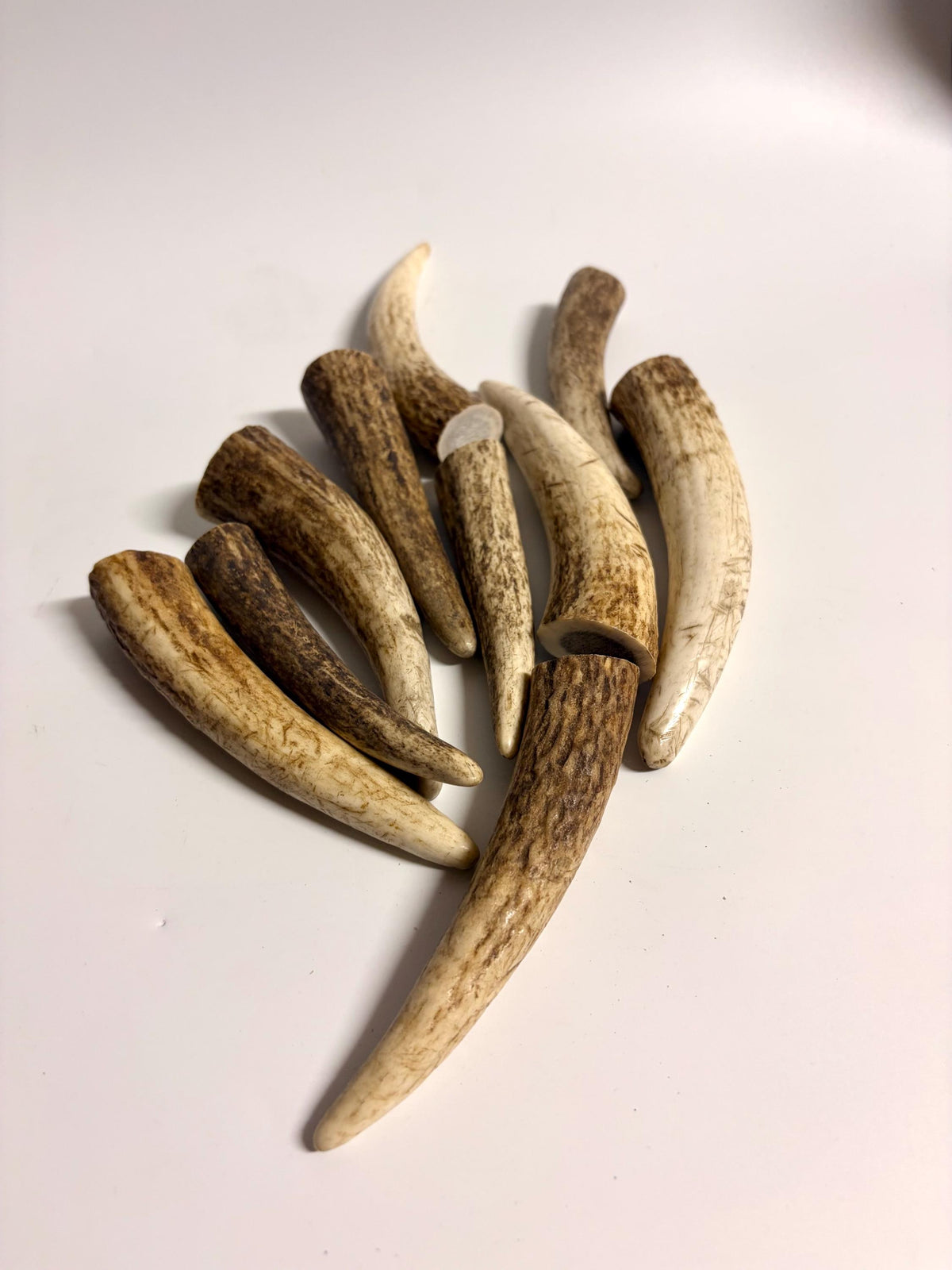 Elk Antler Tips - 5/10 Pack of 4”-6" Premium Fresh Tine Tips or "Dinosaur Teeth" for Crafting, Decor and More