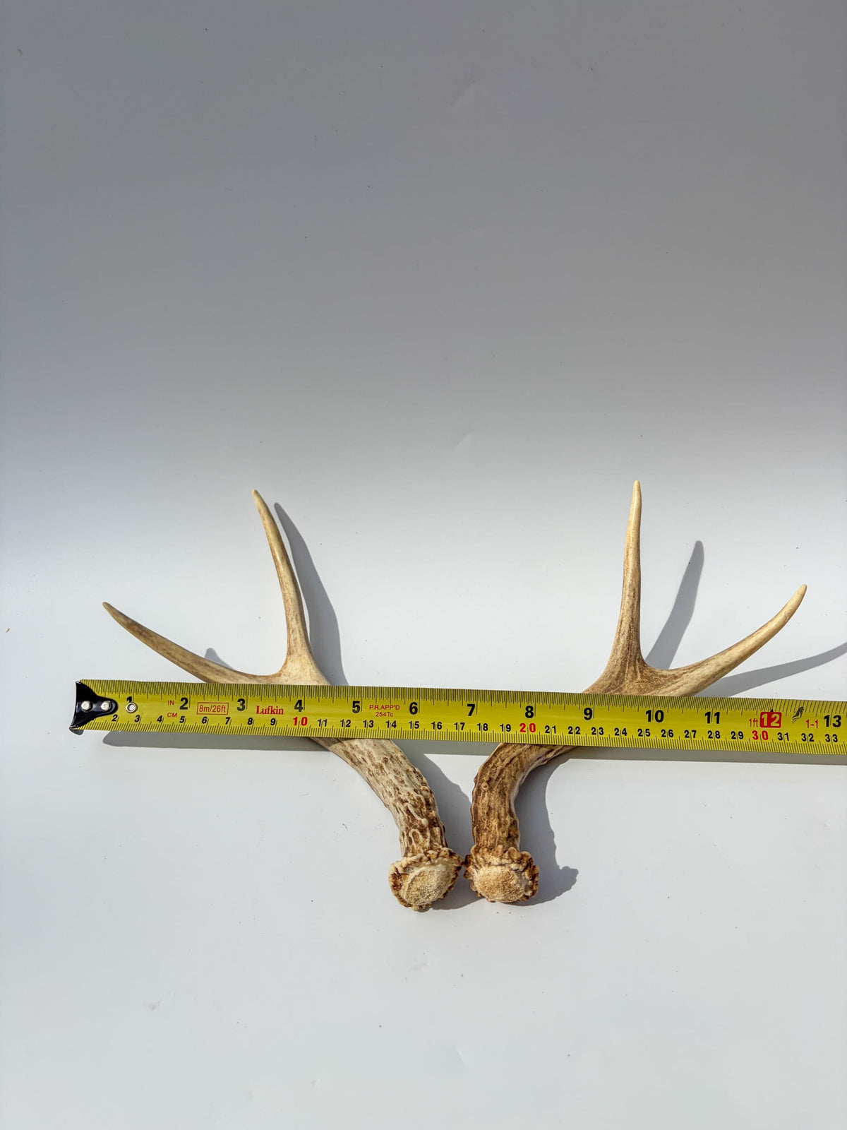 Mule Deer Antlers. Matching Brown Set. Decor, design, crafting and more!