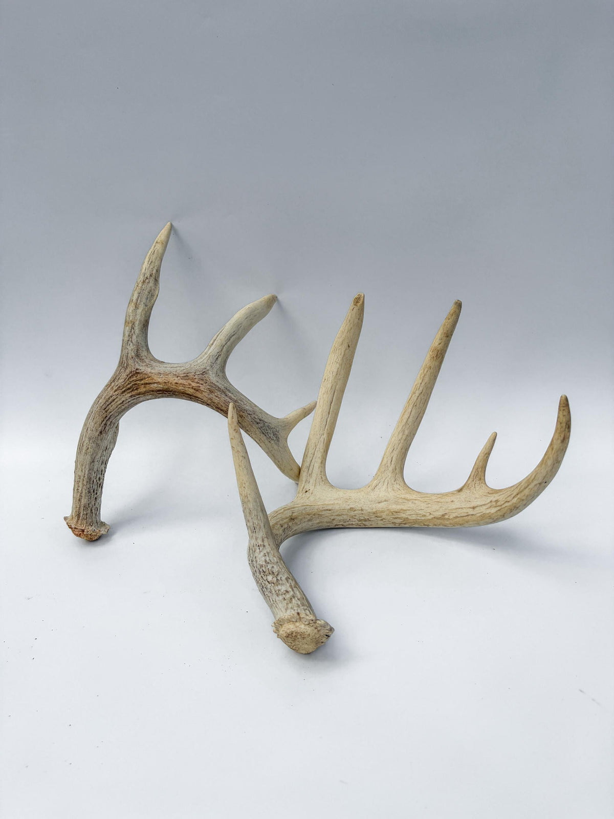 Large Whitetailed Deer Antlers - Matching set. Decor Crafting and More