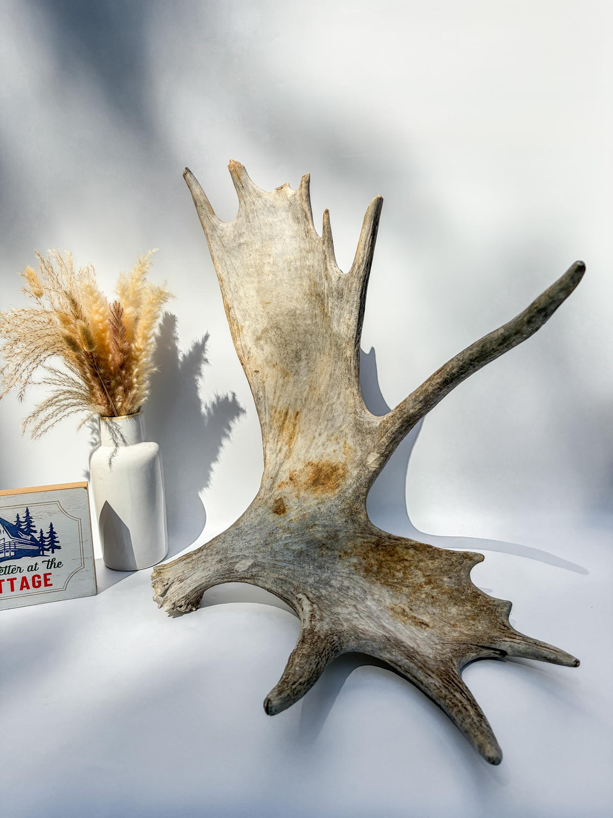 Large Bull Moose Antler. For Interior Decor, Design, and More!
