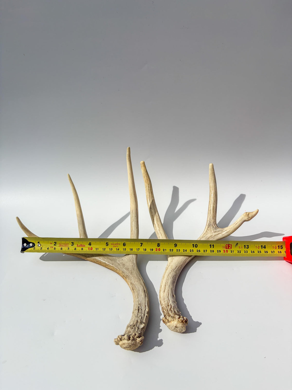 Deer Antlers - Medium sized Mule Deer Matching set. Canadian Buck. Crafting and Decor Antlers
