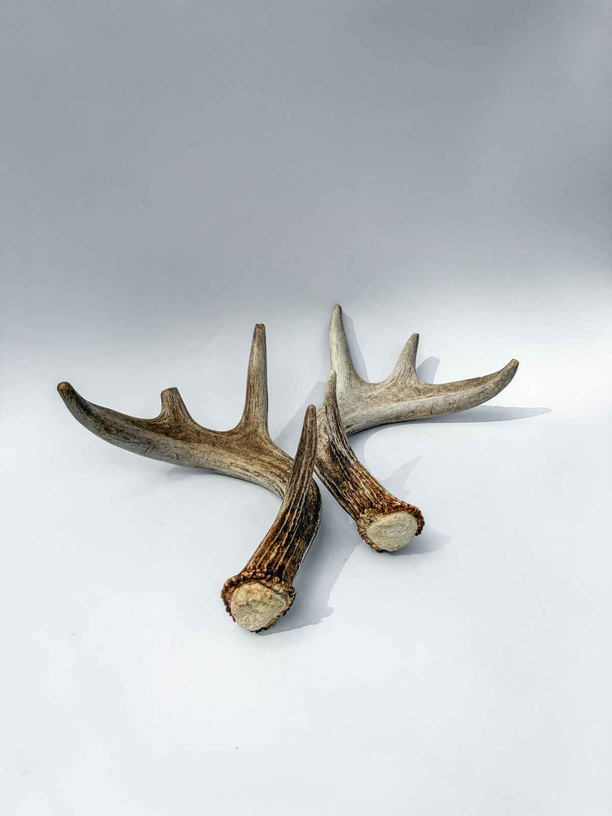 Deer Antlers - Medium-Sized White-tailed Deer Matching set. Canadian Buck. Crafting and Decor Antlers