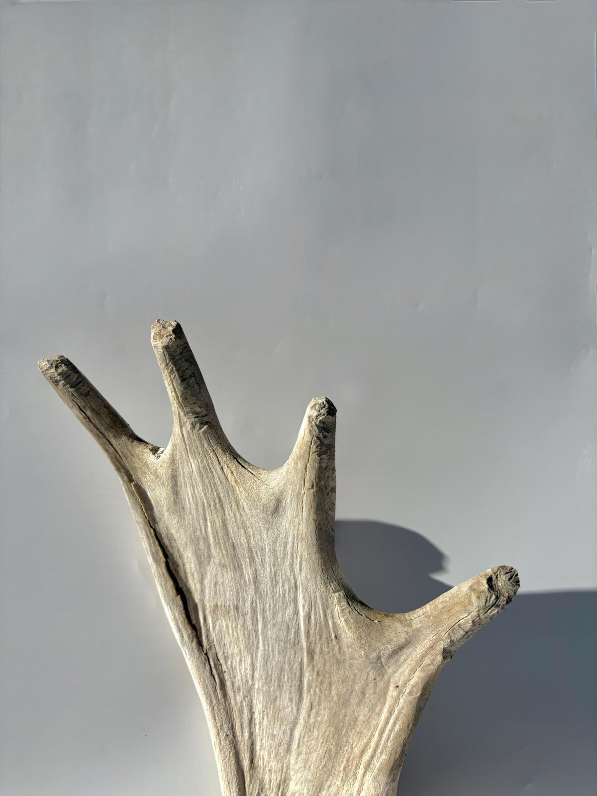 Bull Moose Antler. For crafting, decor and more