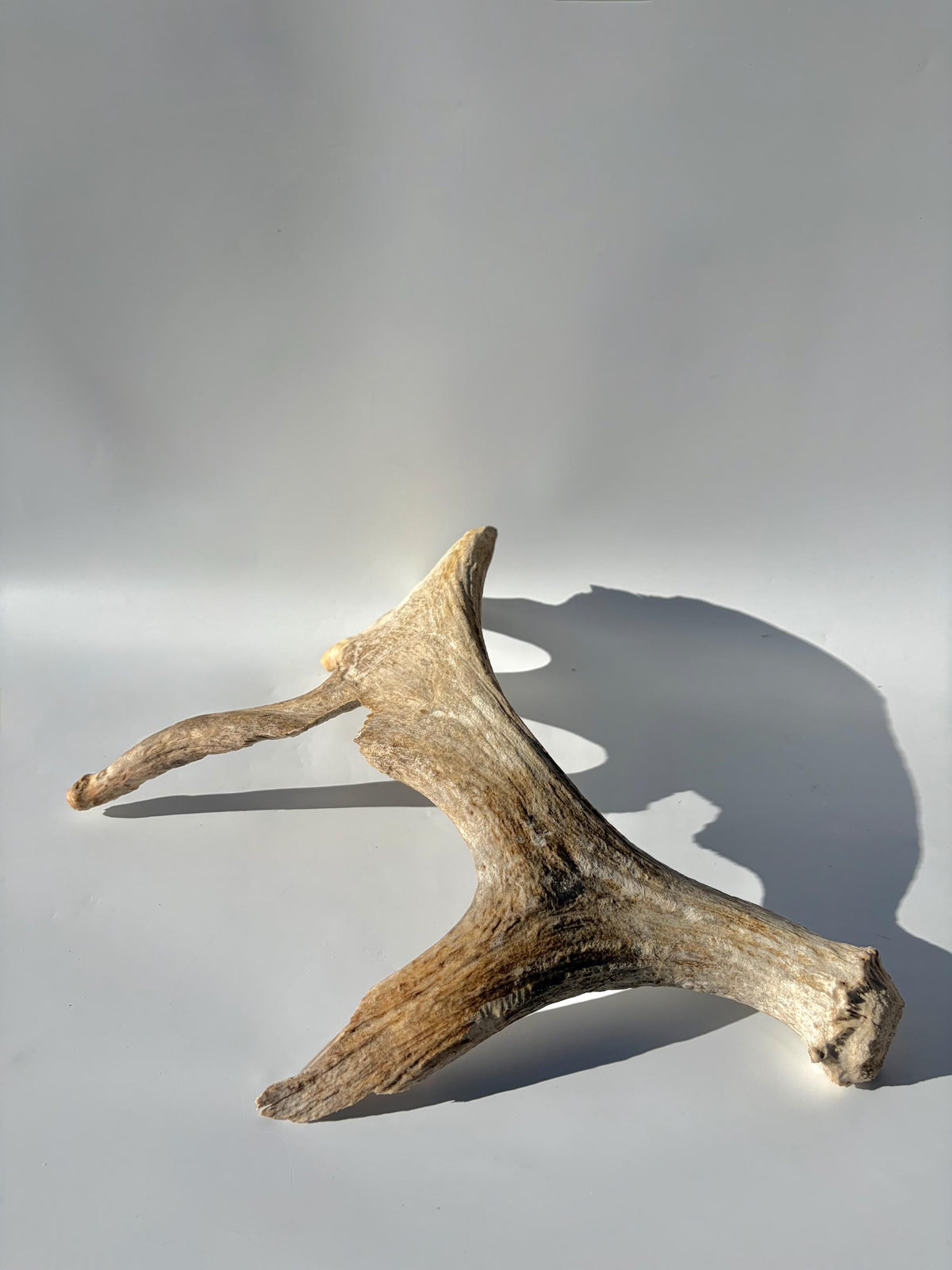 Heavily Chew-damaged Moose Antler. For crafting, decor and more