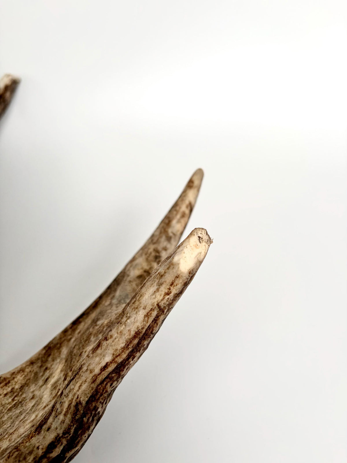 Bull Moose Antler. Fresh, Dark-Colored Moose “Paddle” For Crafting, Decor and More