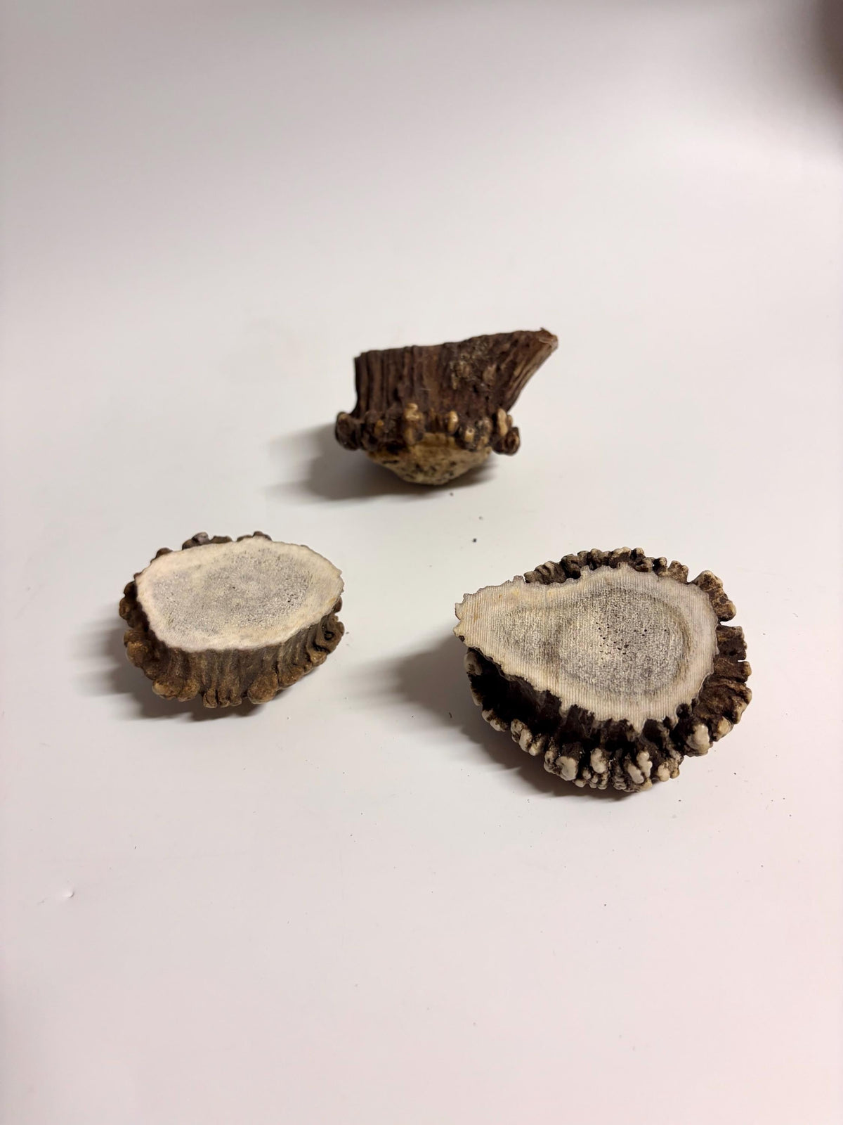 3-Pack Medium Elk Antler Bases or “Rosettes” For Crafting, Decor and More